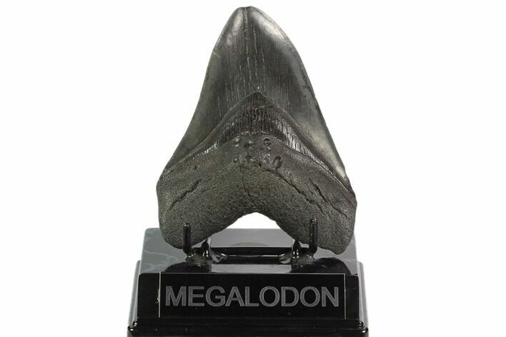 Fossil Megalodon Tooth - South Carolina #129121